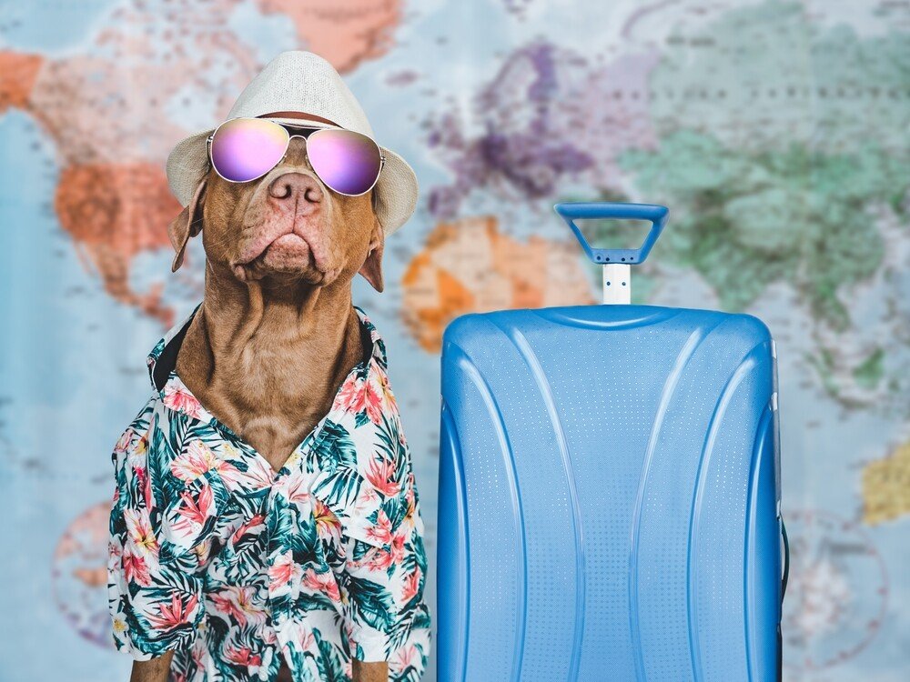 Funny dog in vacation outfit with sunglasses and suitcase in front of a world map